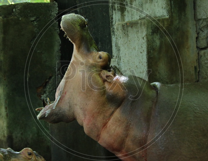 Hippopotamus Or Hippo in a Zoo