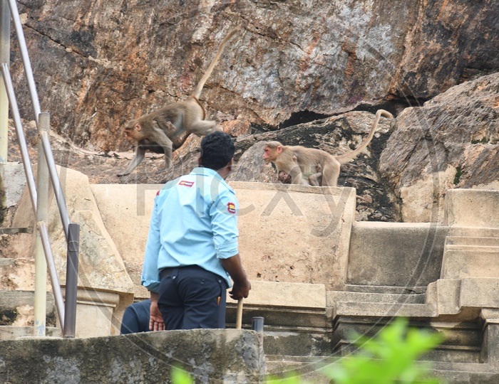 Indian Security Man tackling Monkeys
