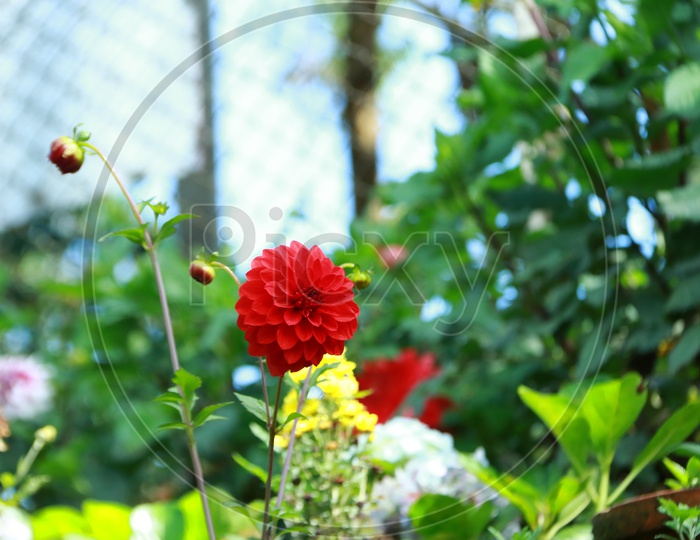 Flowers Blooming On The Tropical Flower garden Plants