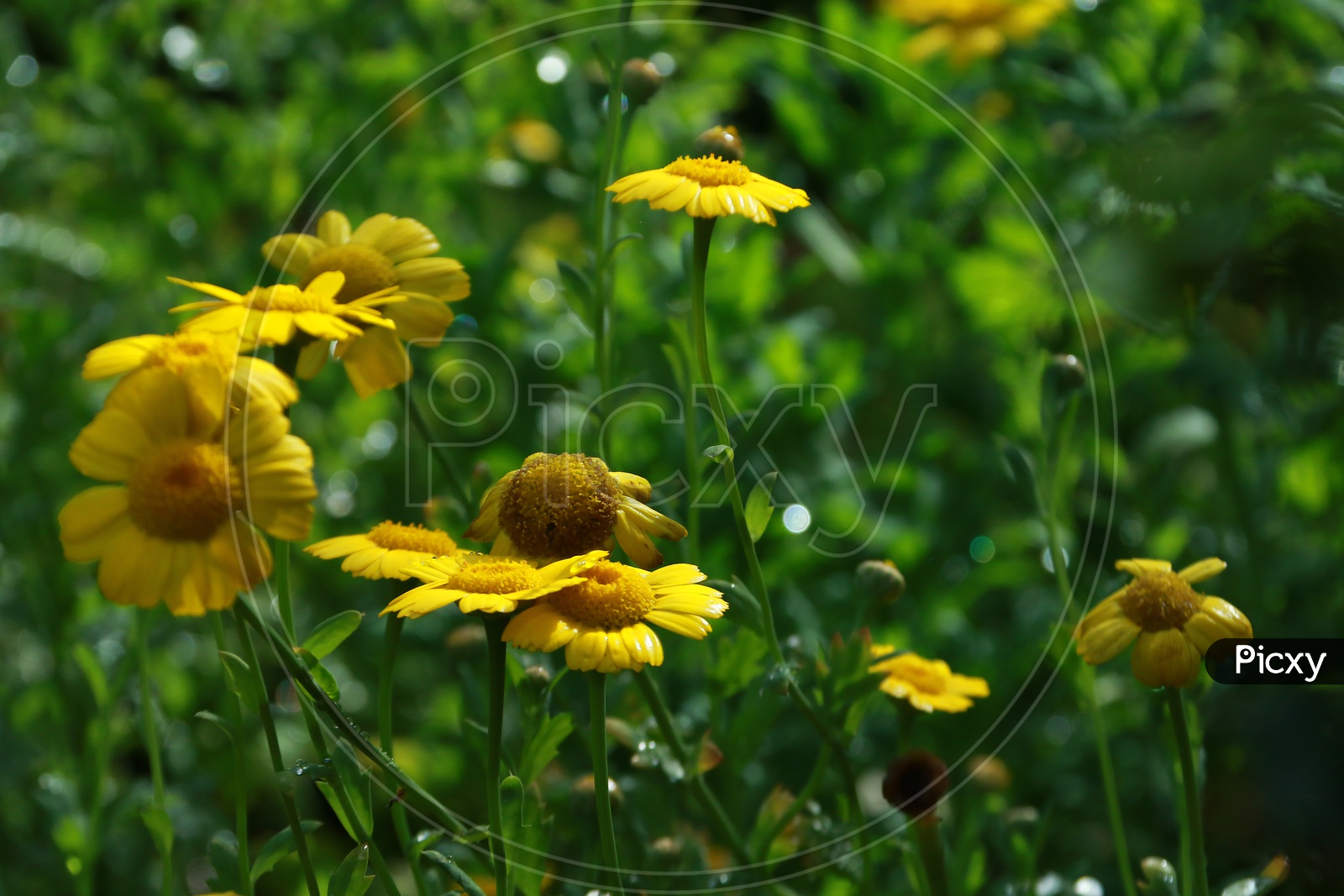 Yellow Flowers Blooming On The Tropical Flower garden Plants