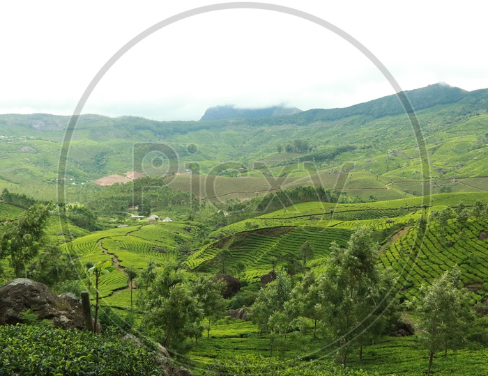 Munnar Tea Plantations Landscape With Tea Plants