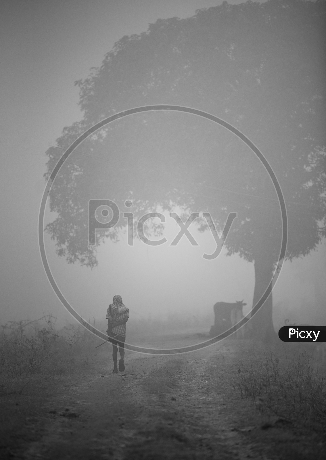 A farmer walks into a field amidst fog early in the morning in winter