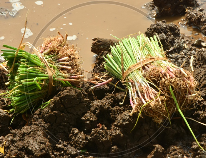 Onion Plants in Fields at Karakatta, Undavalli
