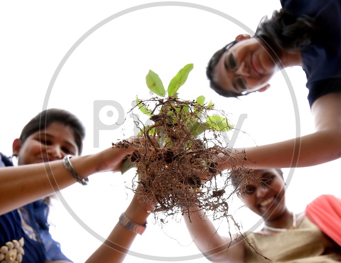 NSS Student Volunteers Planting Plants