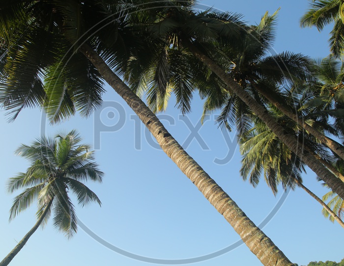 Coconut Trees Canopy Over Sky