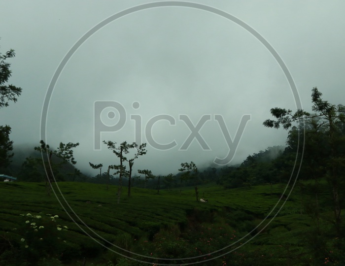 A Landscape View of Munnar Tea Plantations