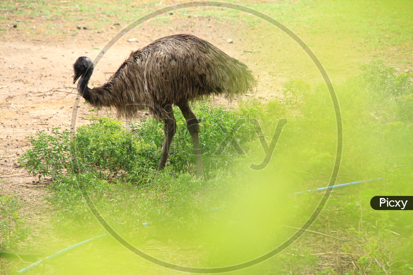Ostrich Bird  In Zoo