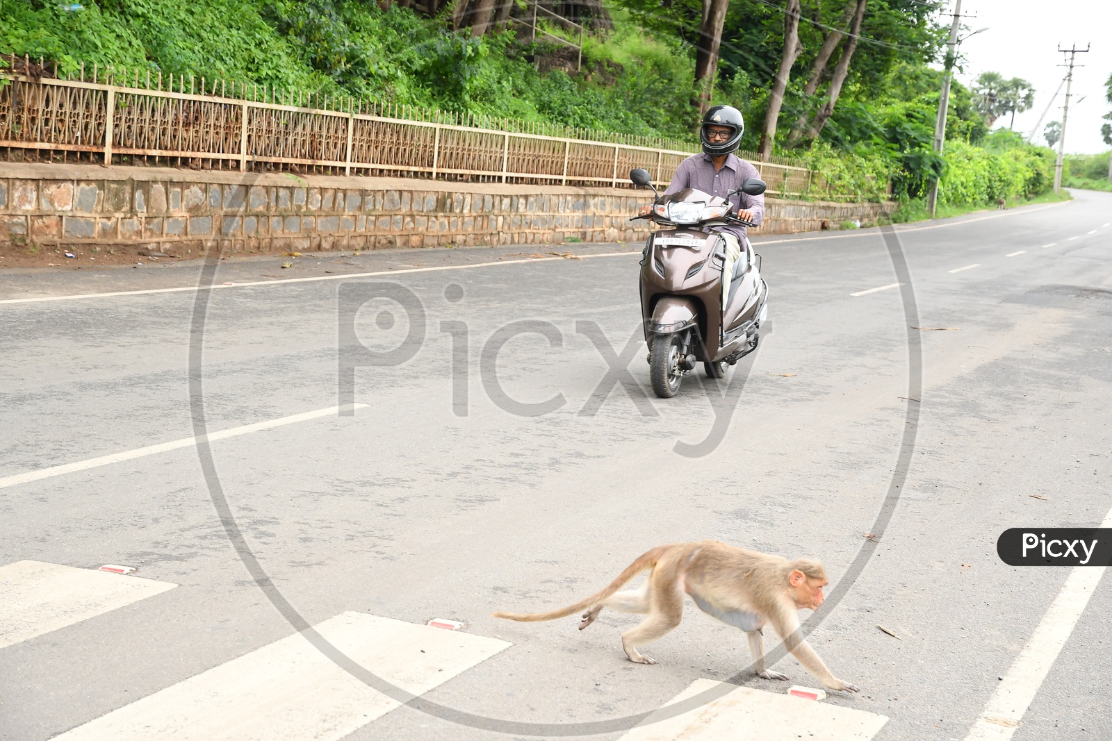 A Monkey moving along the road