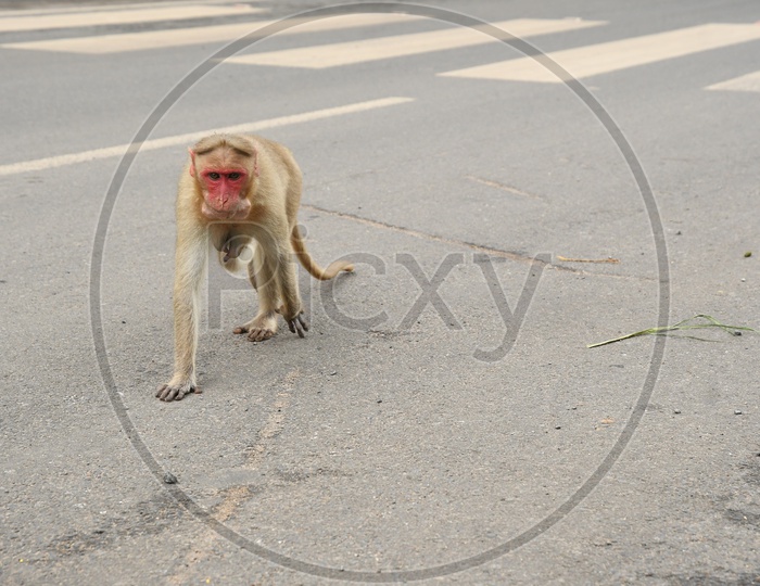 A Monkey moving on the road