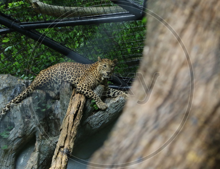 Leopard In a Zoo Cage
