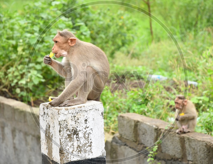 A Monkey eating gold finger snacks sitting on the block