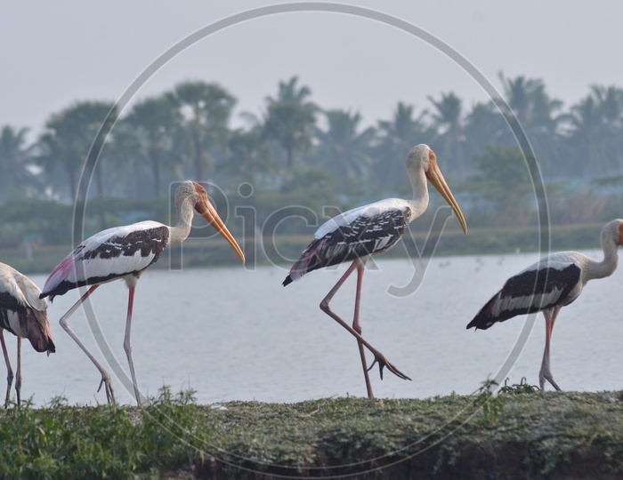 Pelican Birds walking along the lake