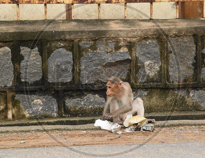 Monkey opening a paper packet