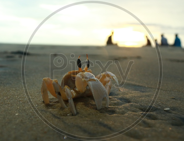 Crab In a Beach Sand
