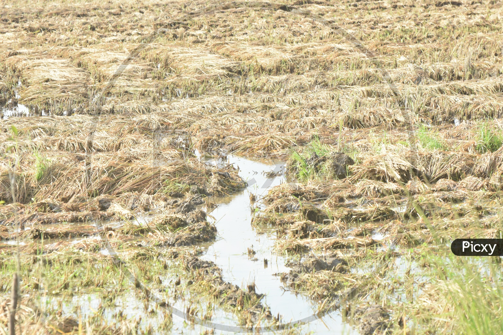 Damaged or Flooded Rice Fields Or Paddy Lands due to Heavy Rains