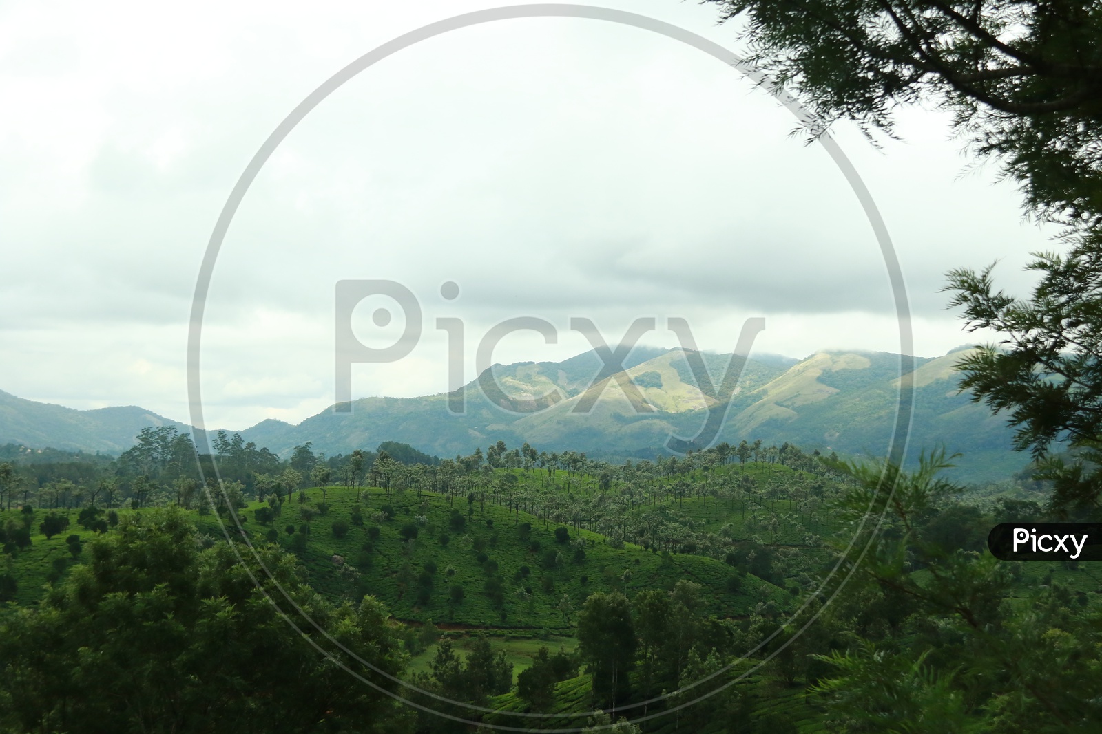 Landscape Of  Green Mountains Valleys With Trees And Fog Clouds in Munnar Ghat Roads