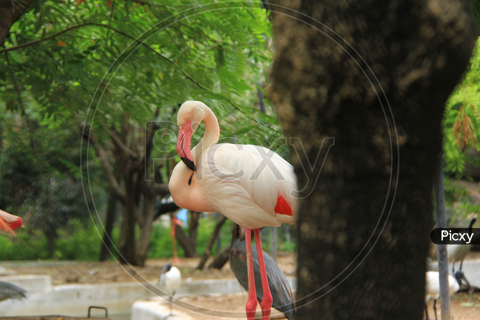 A Greater Flamingo in the zoo