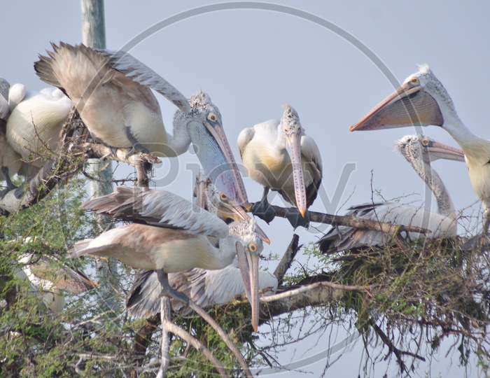 View of flock of Brown Pelicans