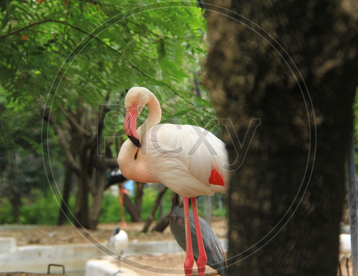 Image of Pink Flamingo Or The Greater Flamingo As a Flock Or Group In  Nature-BP552329-Picxy