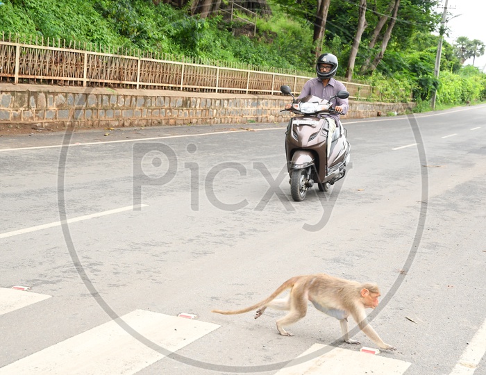 A Monkey moving along the road