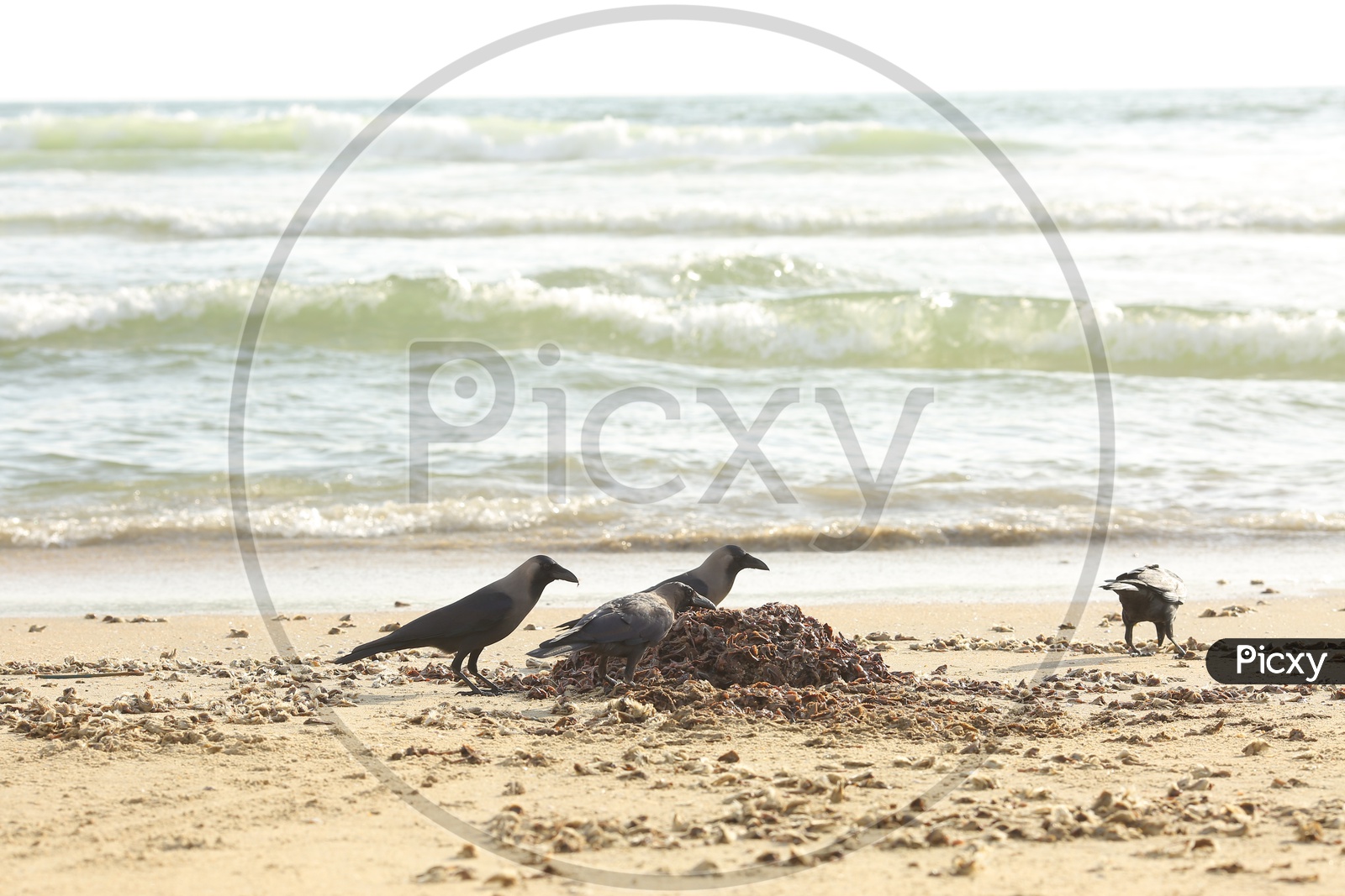 Crows Eating Died Aquatic Life In a Beach