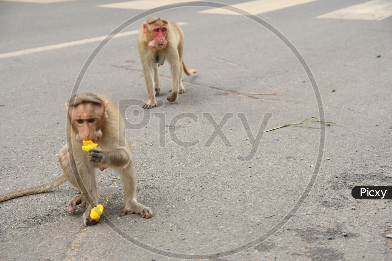 Monkeys eating Gold Finger Snacks - Gottalu