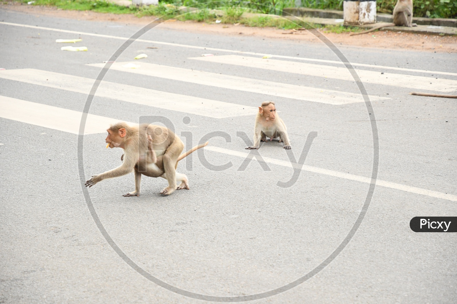 A Monkey carrying her baby on the road