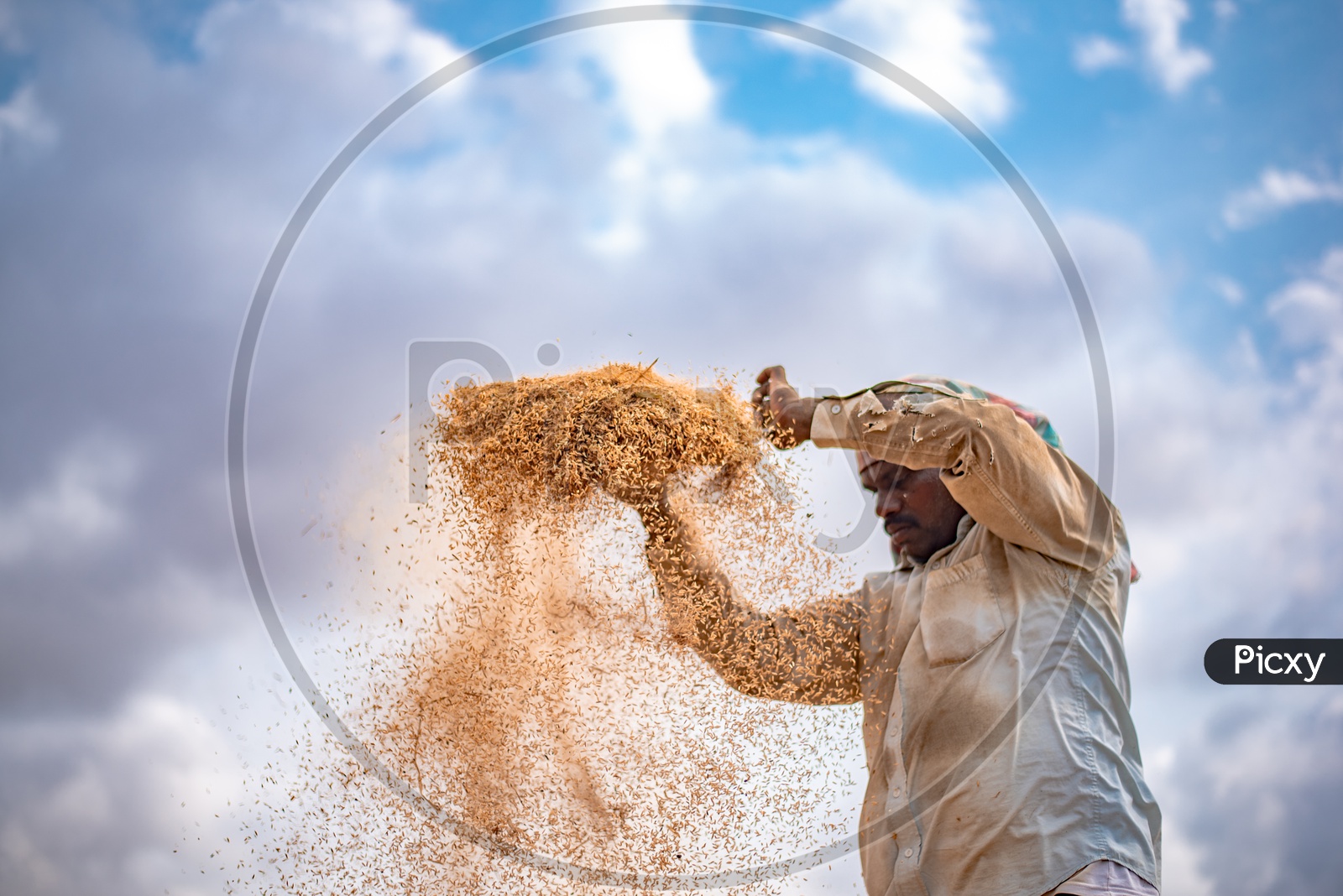 Indian Farmer Seiving Paddy By Traditional Methods