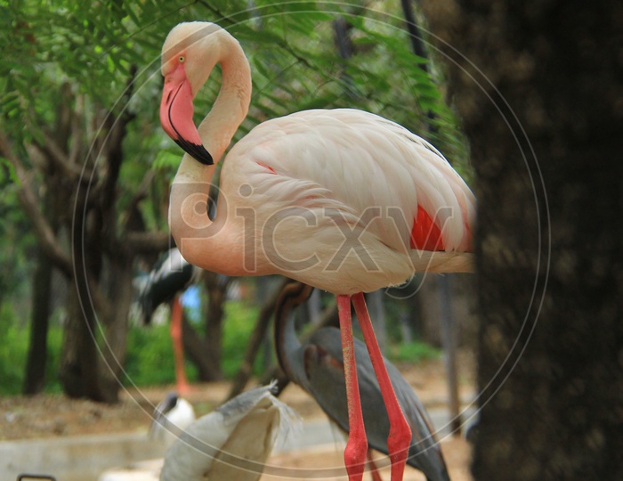 A Greater flamingo