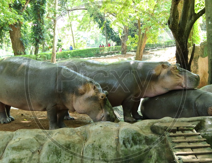 Hippopotamus Or Hippo in a Zoo