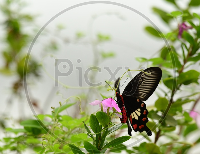 An Indian Butterfly