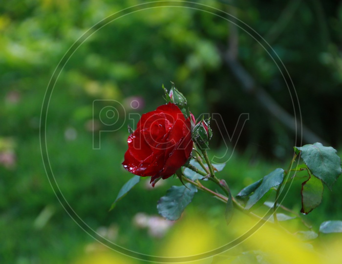 Red Rose  Flowers Blooming On The Tropical Flower garden Plants