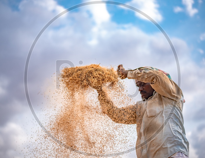 Indian Farmer Seiving Paddy By Traditional Methods