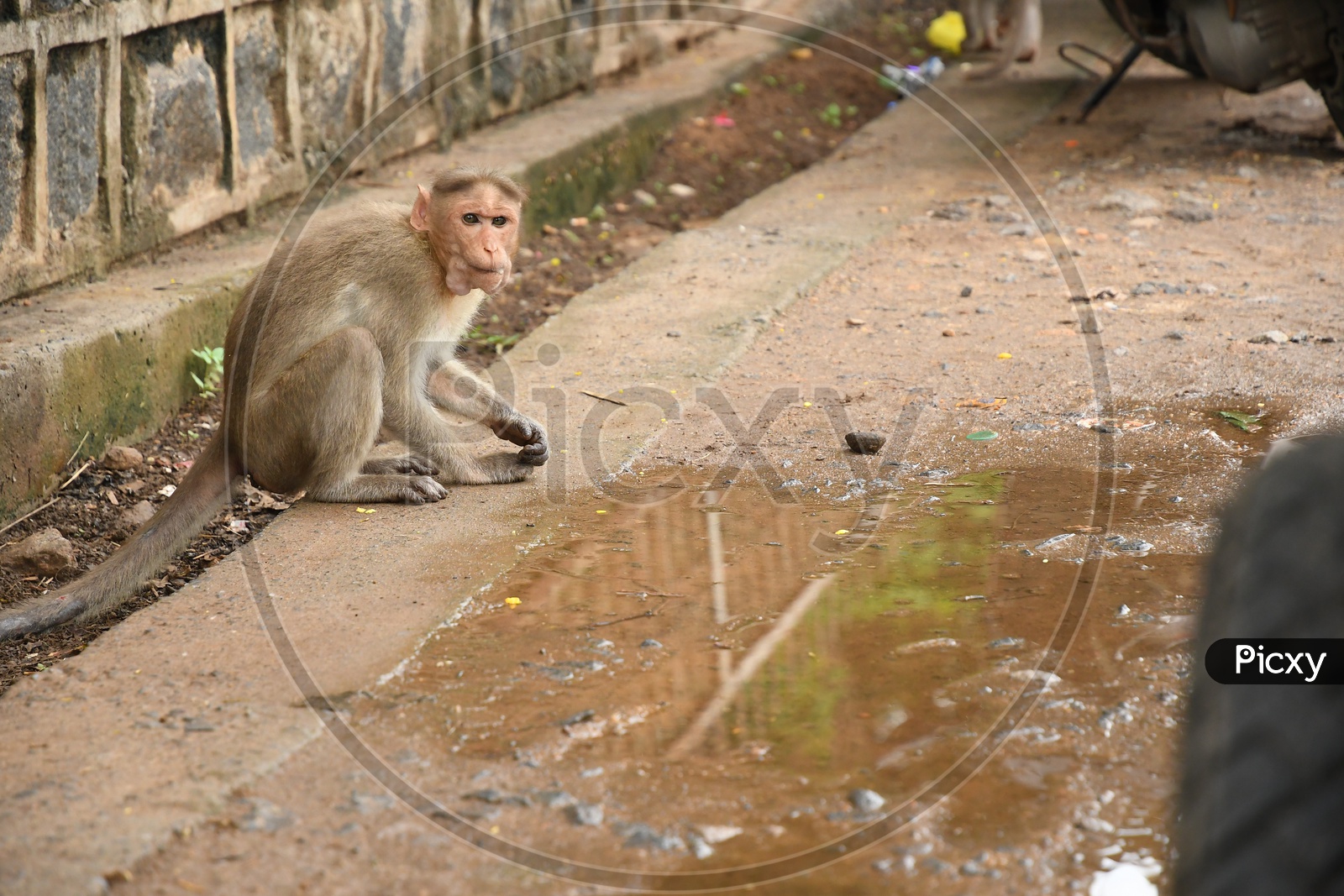 A Monkey along the wet area