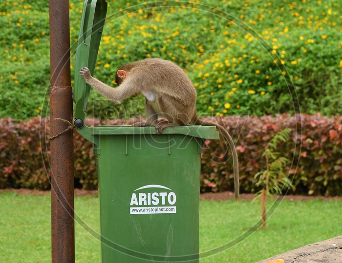 A Monkey looking into the trash can