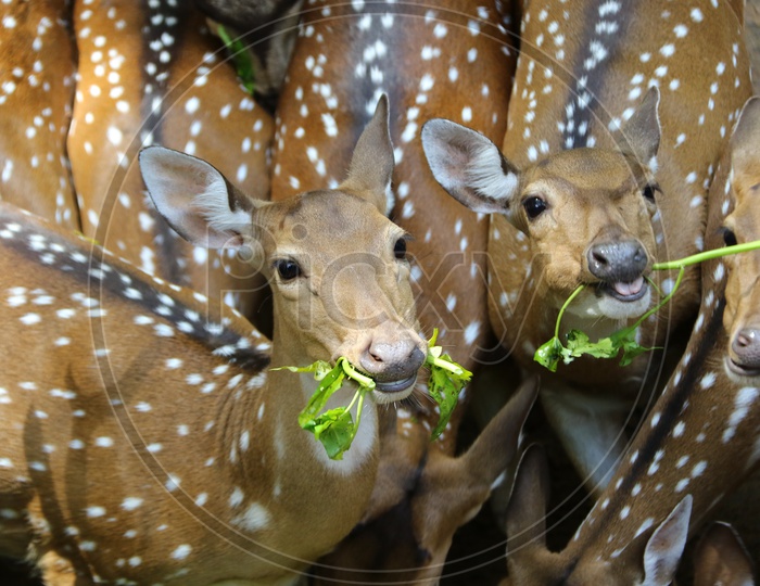 Group Of Spotted Deer in a Zoo Park