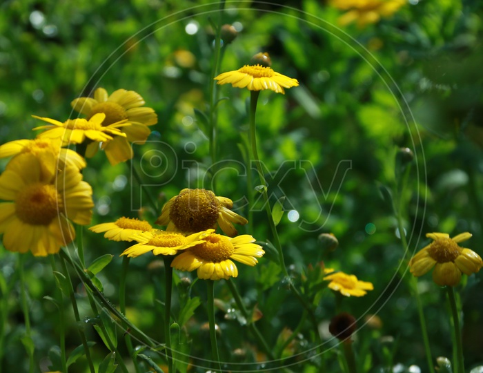 Yellow Flowers Blooming On The Tropical Flower garden Plants