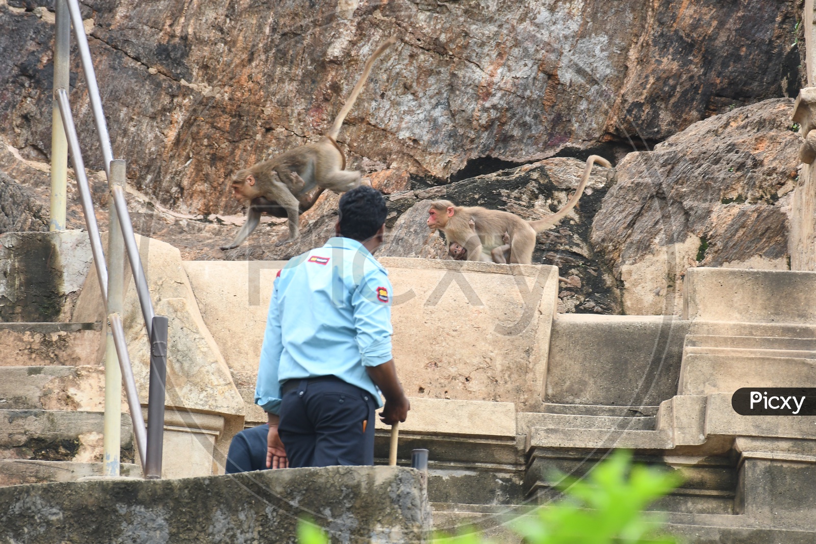 Indian Security Man tackling Monkeys