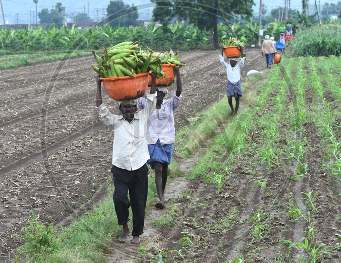 Farmers Carrying Corn crop to Vehicles At Agricultural Fields