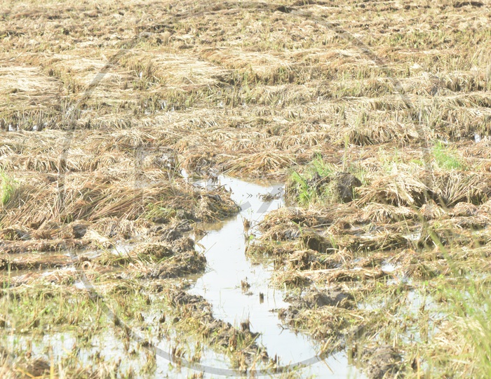 Damaged or Flooded Rice Fields Or Paddy Lands due to Heavy Rains