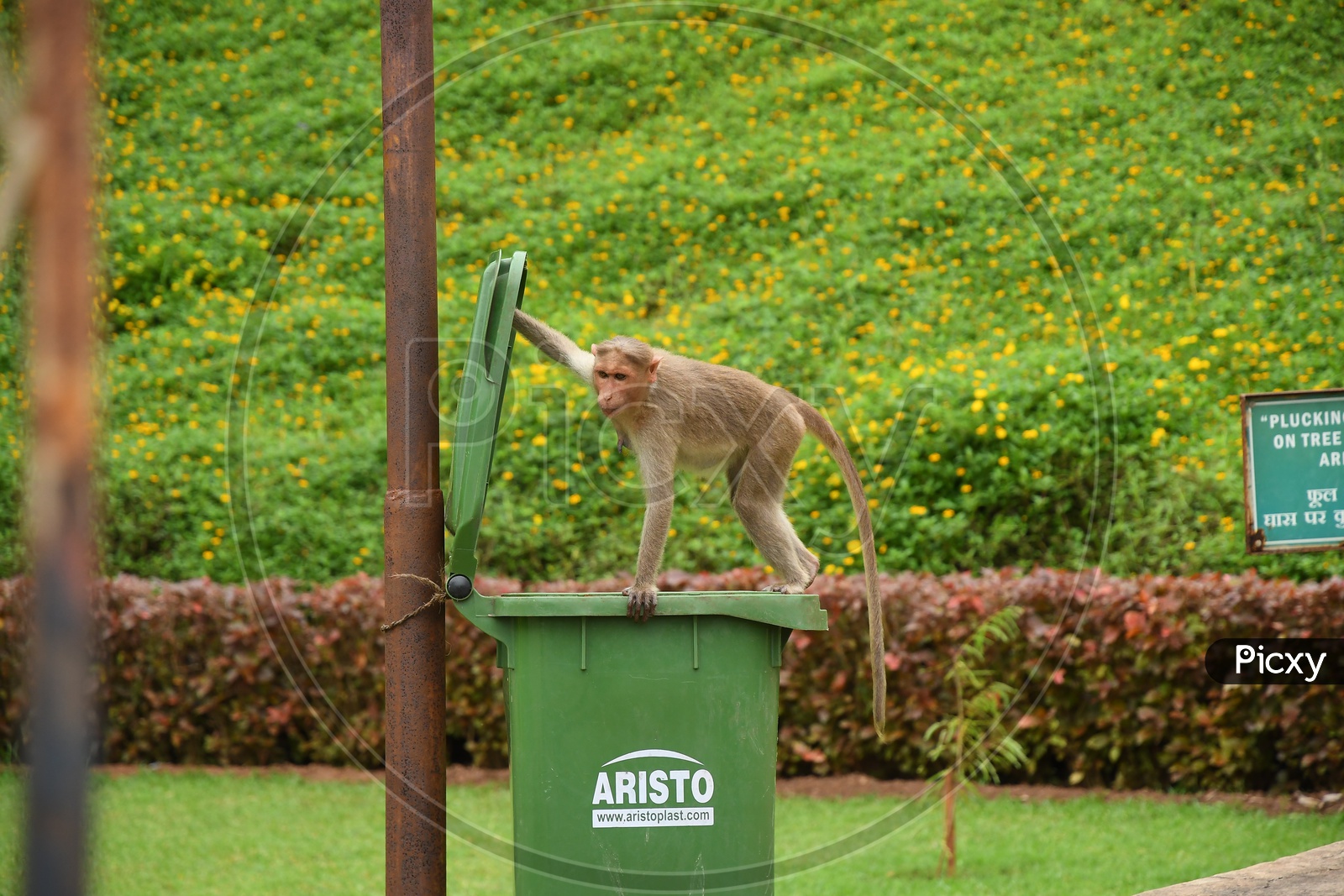 A Monkey on the dust bin