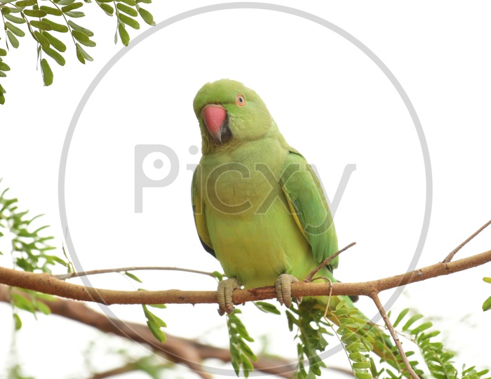 A Green Parrot