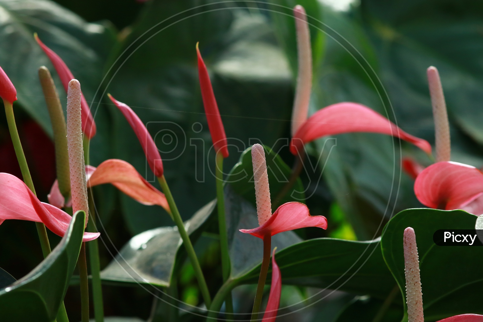 Lace Leaf Plant With Flowers in a Tropical Flower Garden