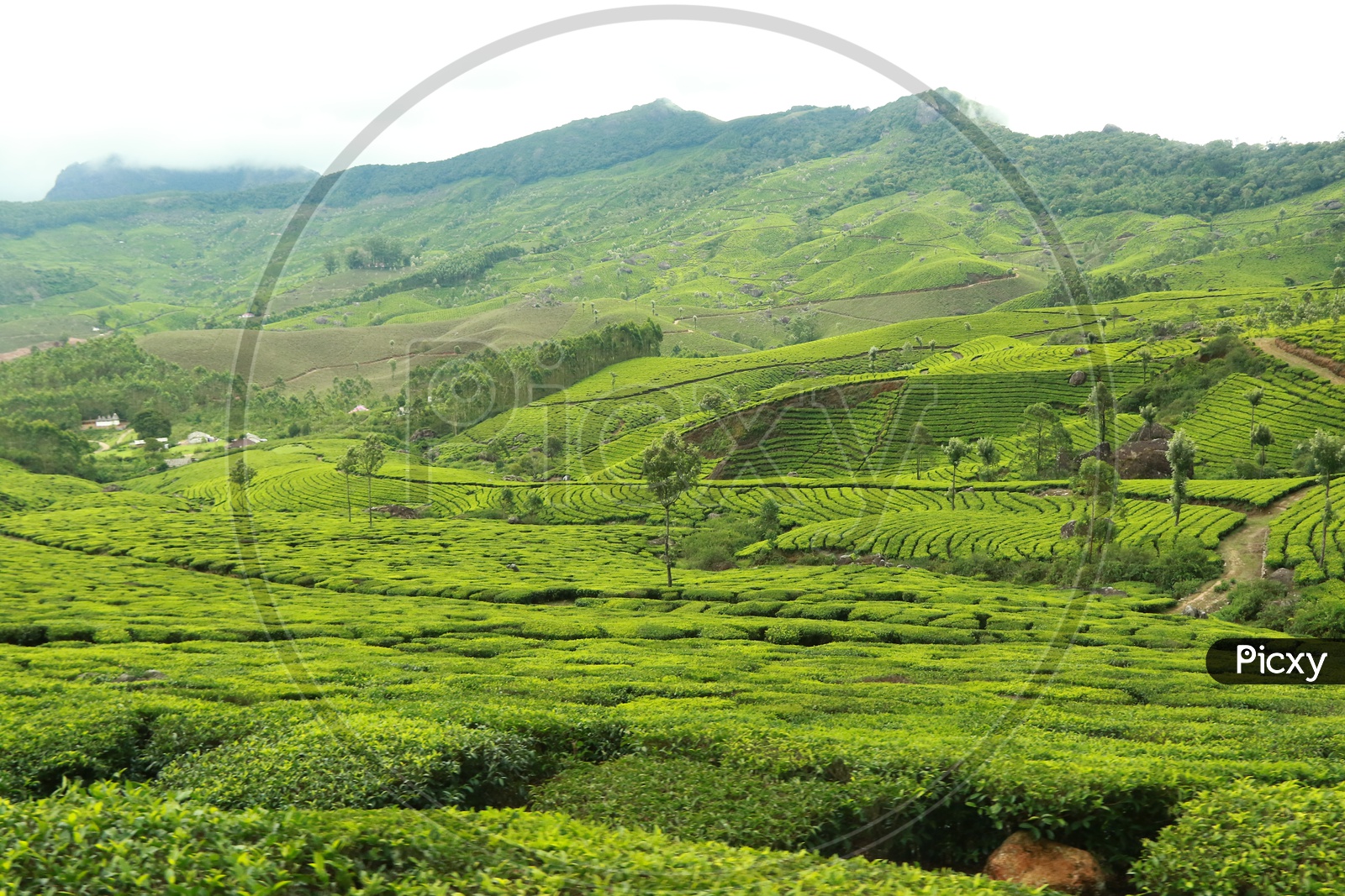 Munnar Tea Plantations Landscape With Tea Plants