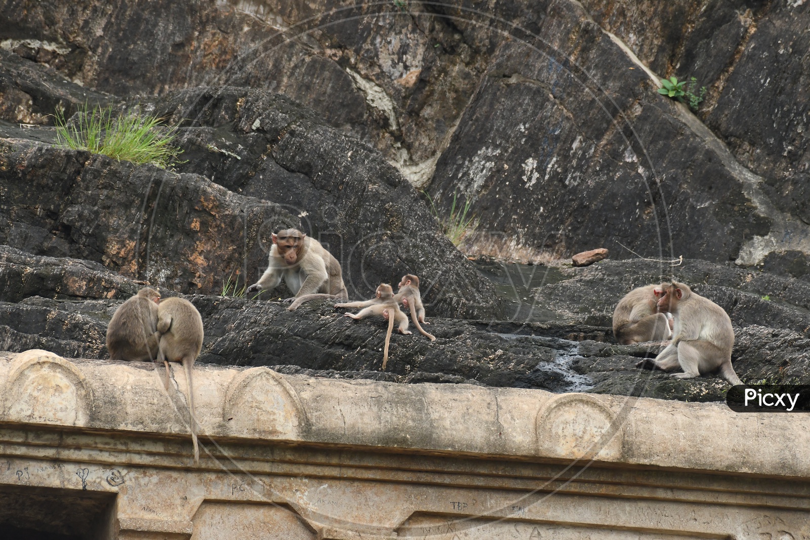 Monkeys on the temple