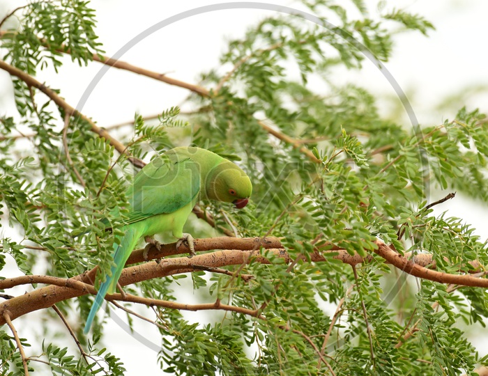 A Parrot on the tree
