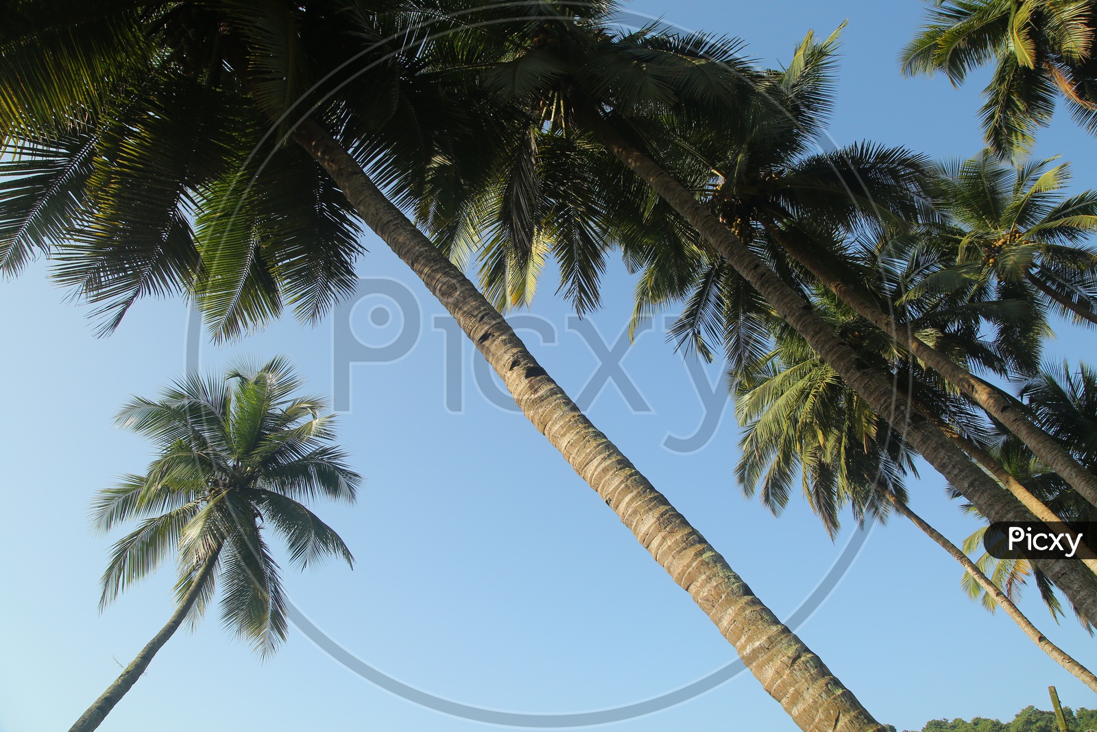 Coconut Trees Canopy Over Sky
