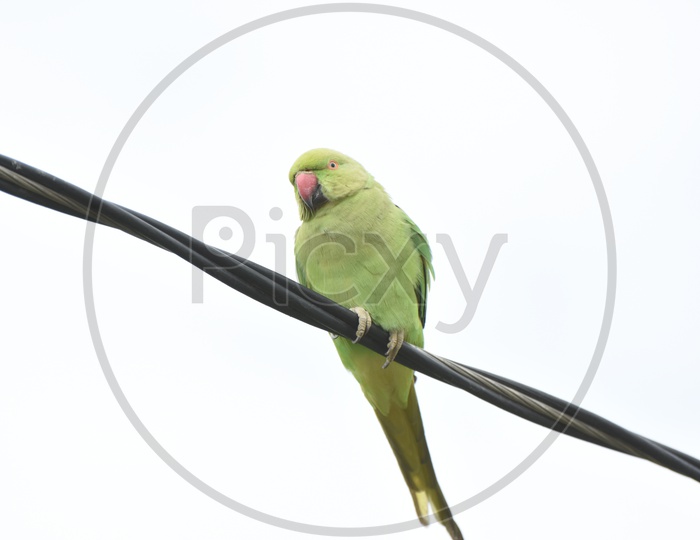 Green Parrot on an Electric Wire