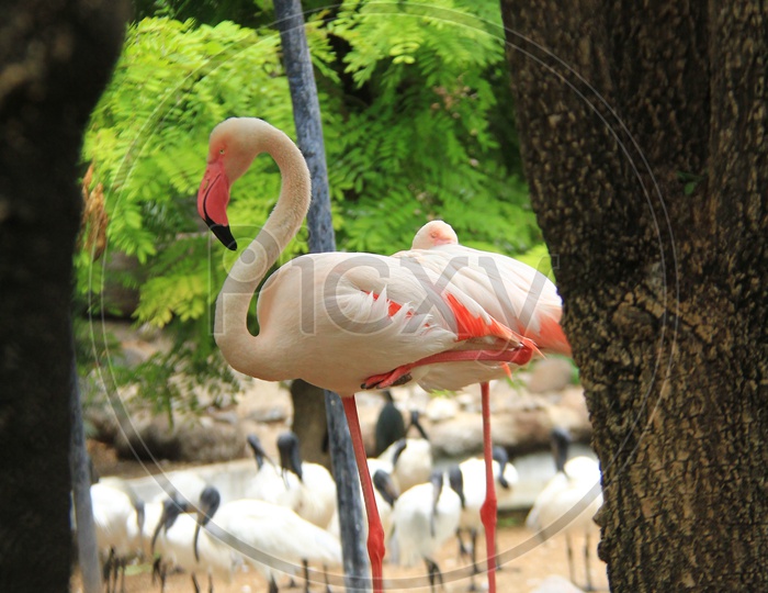 View of Greater Flamingos