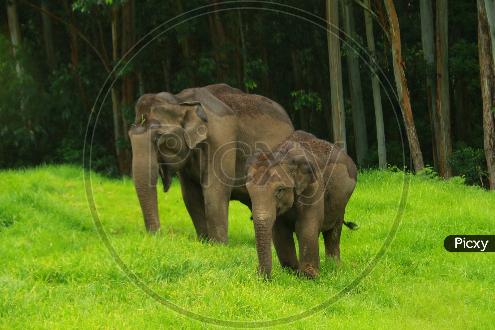 Wild Elephants In Tropical Forest Of Munnar, Kerala